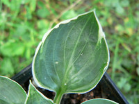 /album/fotogalerie-nabidka/hosta-dew-drop-list-jpg/